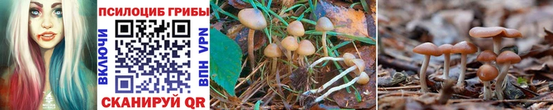 Псилоцибиновые грибы Psilocybine cubensis  Купить  Красный Кут 